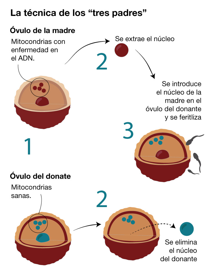 Técnica tres padres