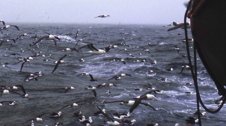 Albatros en la popa del Pescapuerta Cuarto.