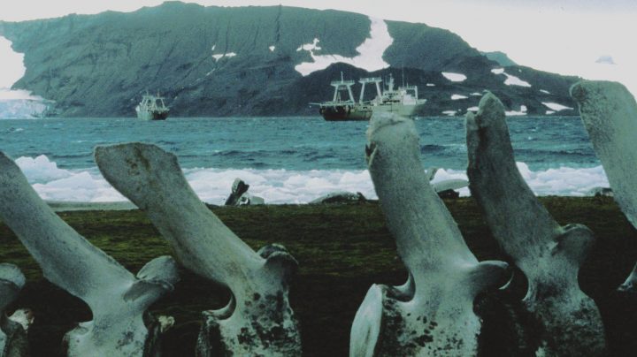 El Pescapuerta Cuarto y el Nuevo Alcocero frente a un esqueleto de ballena.
