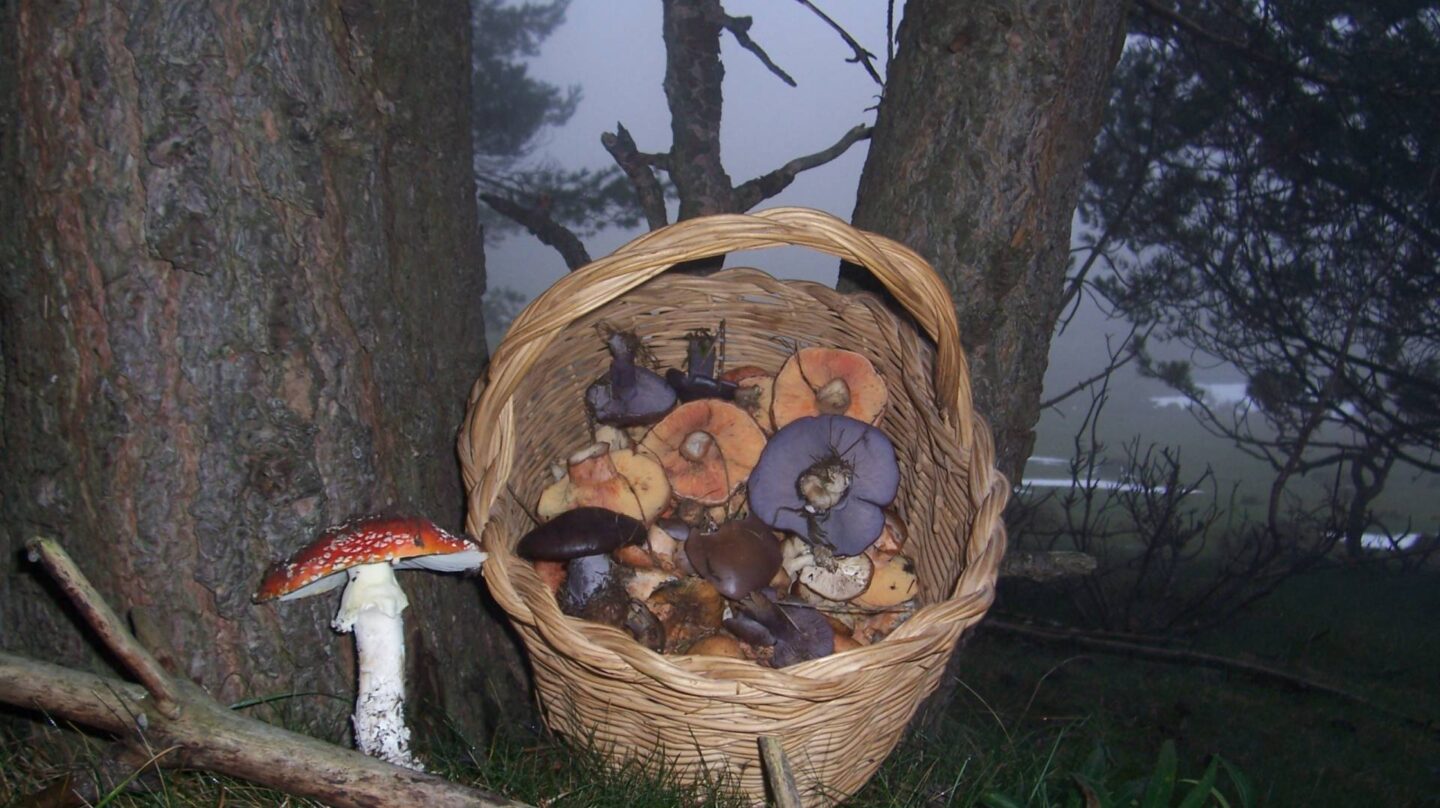 Las setas y los hongos se deben recoger con una cesta para esparcir las esporas por el campo.