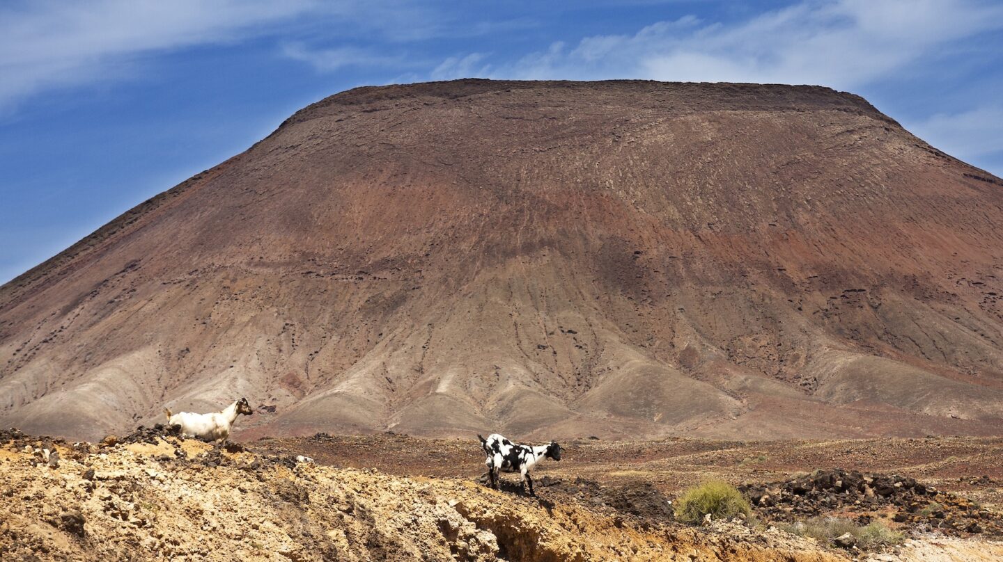 La Cabra majorera es una raza caprina autóctona de la isla de Fuerteventura.