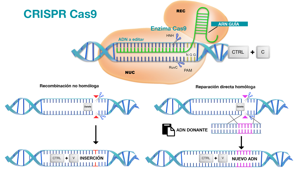 Así se 'editan' las cadenas de ADN mediante CRISPR Cas9