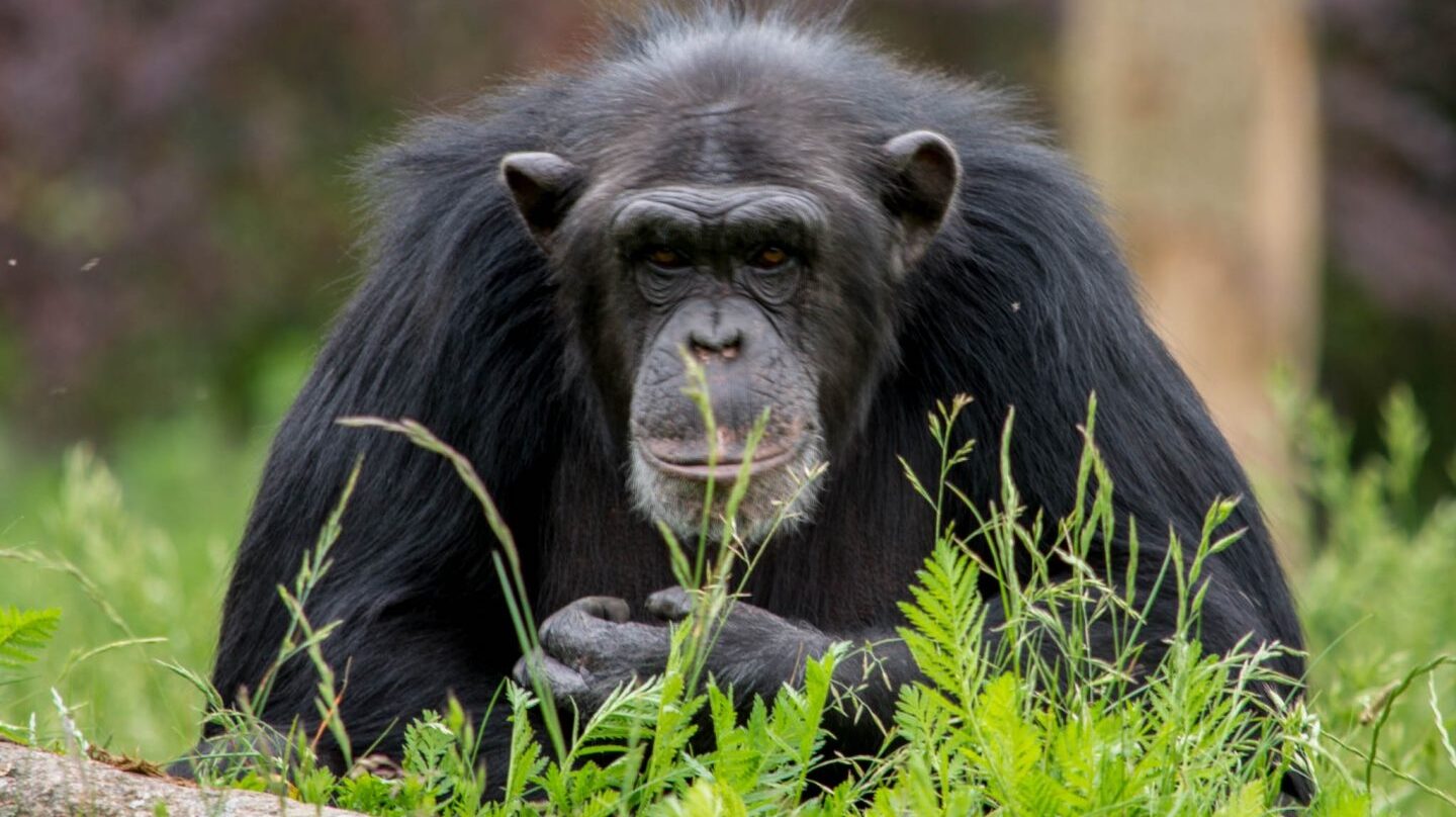 Los chimpancés ya no se utilizan en investigación