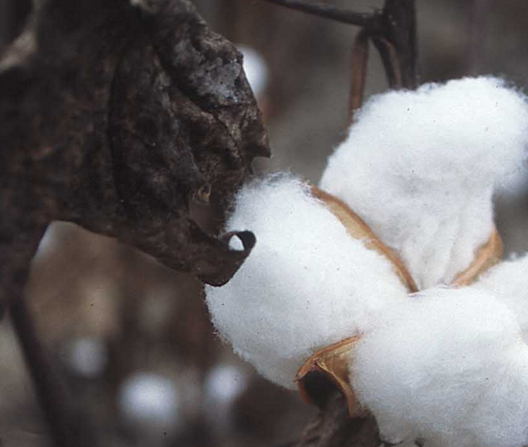 De la aspirina a los transgénicos