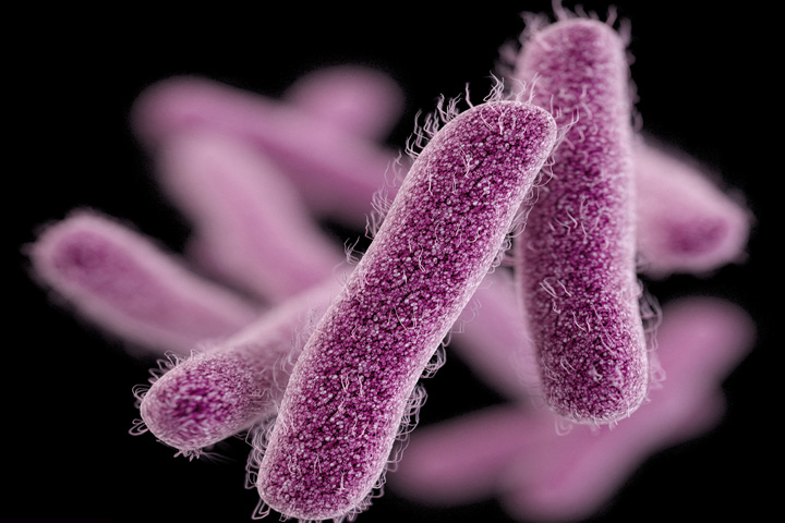 Shigella resistente, afecta al intestino (Ilustración: CDC)