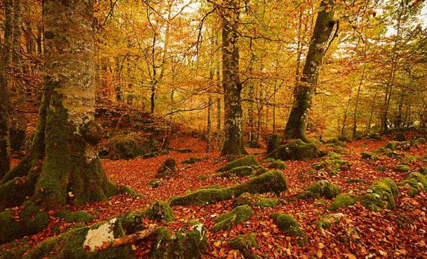 Senderos para el otoño