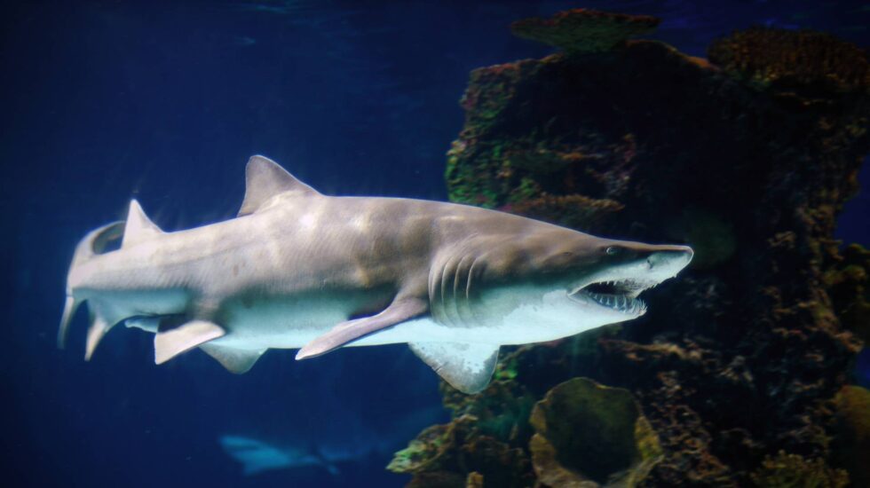 Tiburón toro nadando en el mayor oceanográfico de Europa