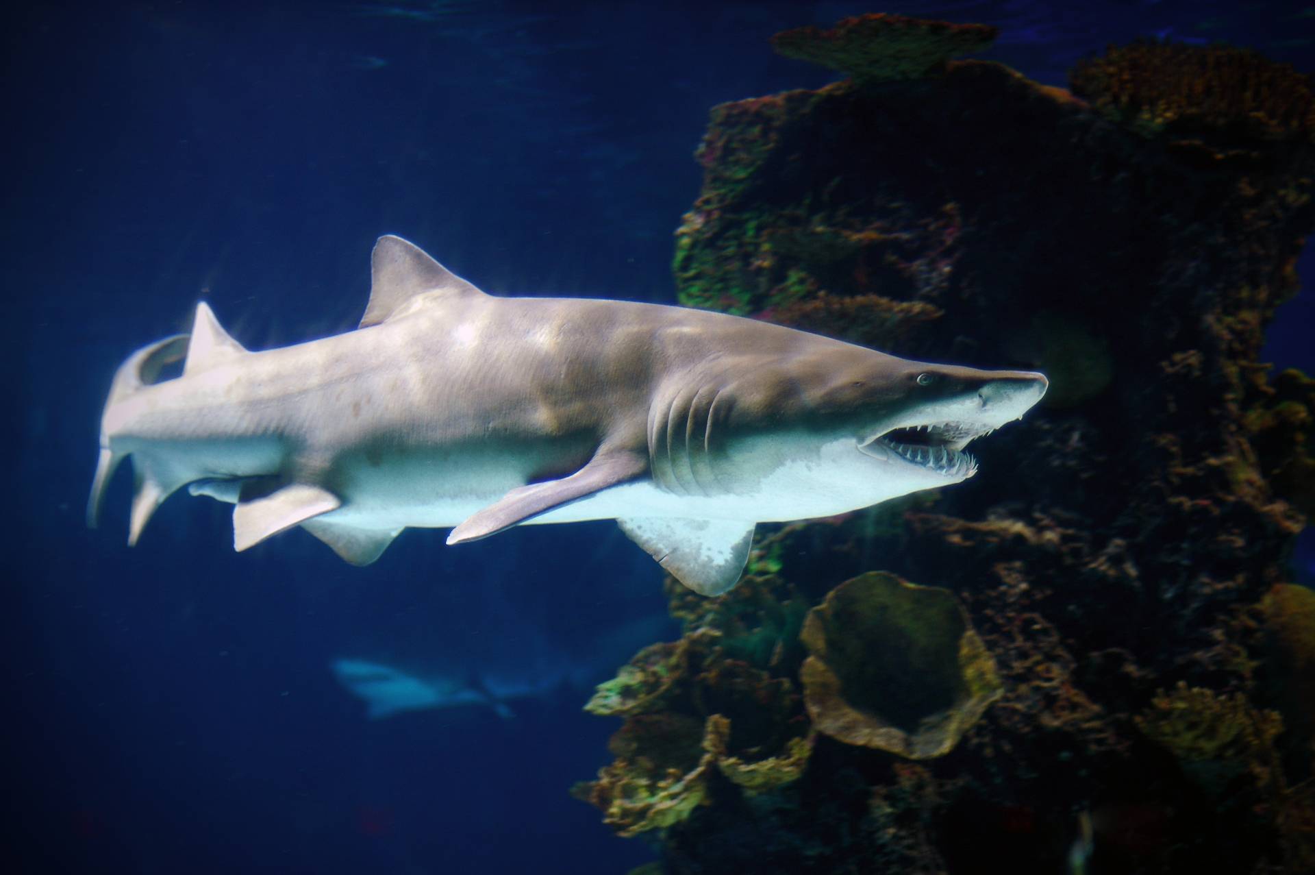 Tiburón toro nadando en el mayor oceanográfico de Europa