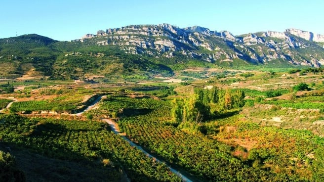 cropped-VinedoLarrosa.jpg