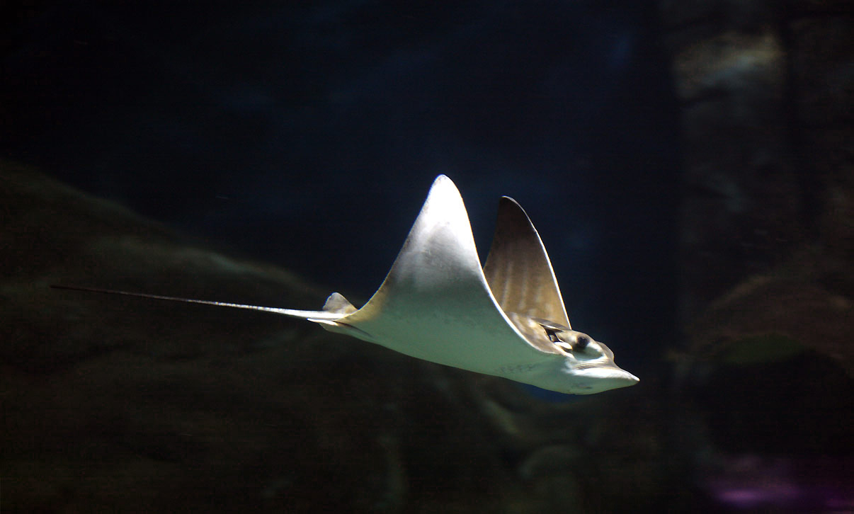 Águila de mar debajo del agua nadando