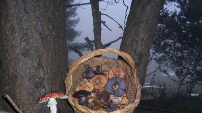 Cesta de setas Las setas y los hongos se deben recoger con una cesta para esparcir las esporas por el campo.