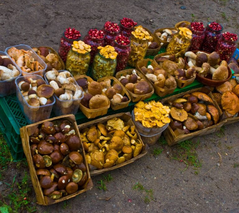 Los mejores paseos para recolectar setas