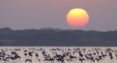 Un macroproyecto urbanístico, la nueva polémica electoral a las puertas de Doñana