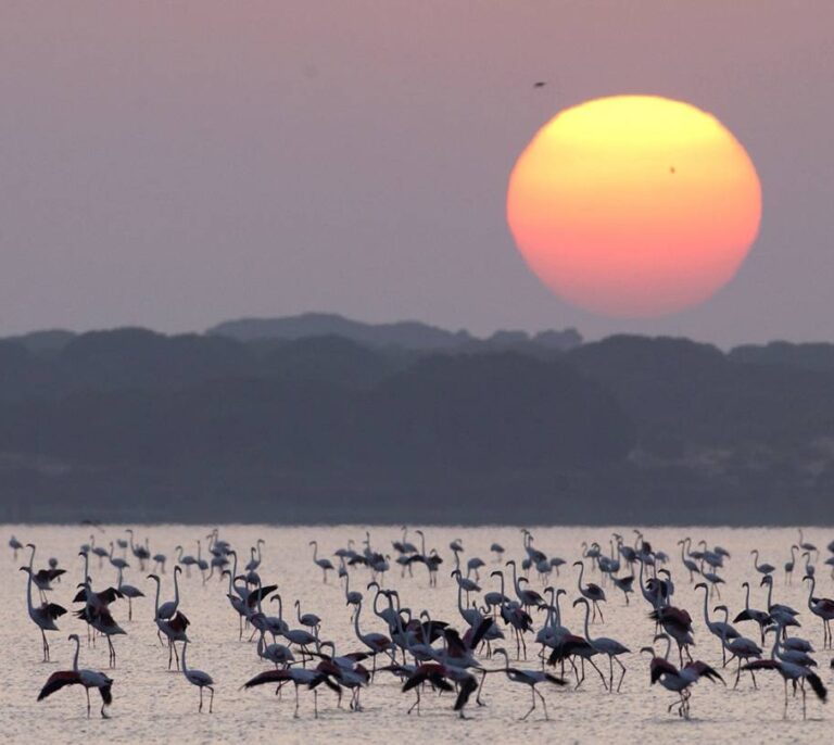Un macroproyecto urbanístico, la nueva polémica electoral a las puertas de Doñana