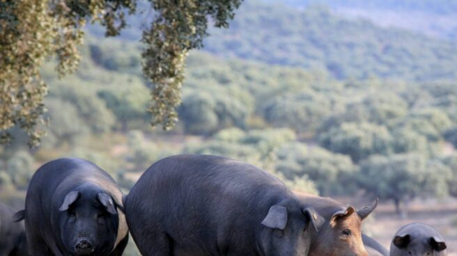 cerdos-ibericos Cerdos ibéricos en Salamanca.