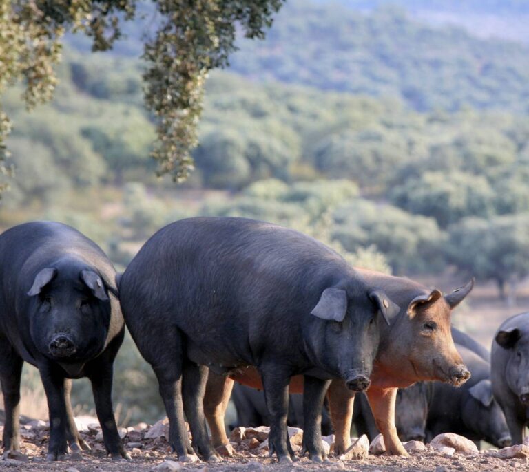Alerta sanitaria: confiscan 21 toneladas de cerdo español en Macedonia del Norte