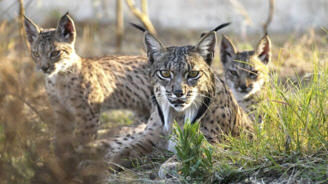 Hallan flotando el cadáver de un lince ibérico muerto por disparos