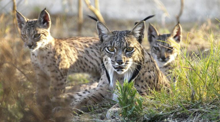 El Lince ibérico en Doñana