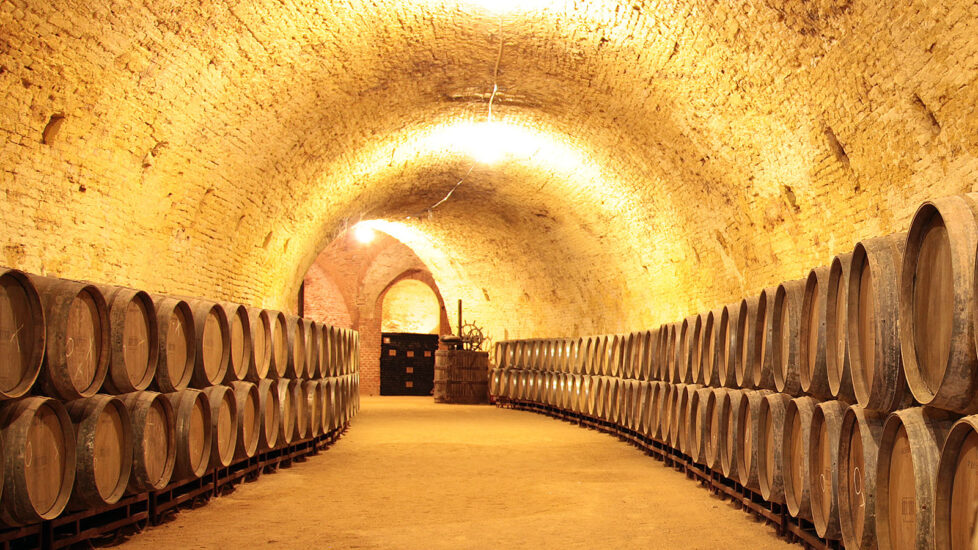 Bodega de Carlos III. La segunda galería, de menor longitud, se dedicó a la conservación de aceite. Las paredes de todo el subterráneo han tenido que ser limpiadas del encalado que pusieron al instalar en 1975 un cultivo de champiñones.