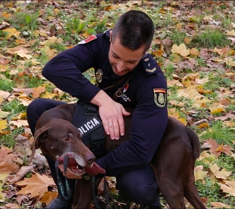 Una jubilación para los perros policía