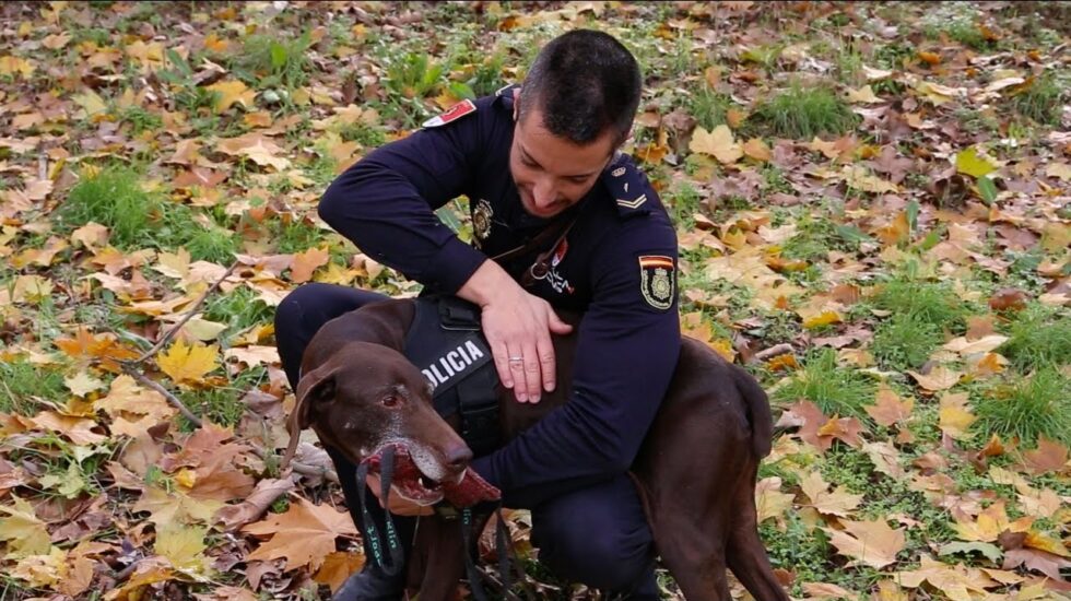 Bruss, perro de la Policía Nacional a punto de jubilarse