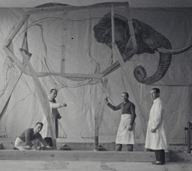 El elefante de testículos imposibles