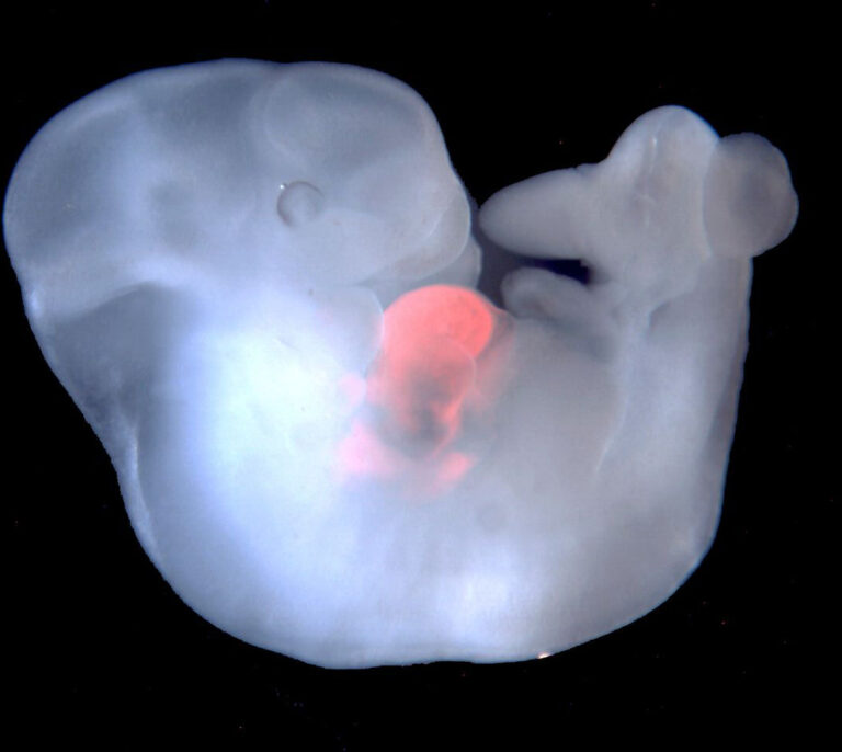 Crean embriones mezcla de cerdo y humano para cultivar órganos para trasplantes