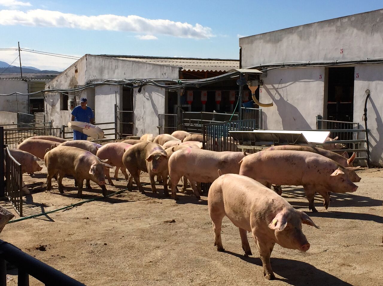 Cerdos usados en los experimentos, en Agropor, Murcia 