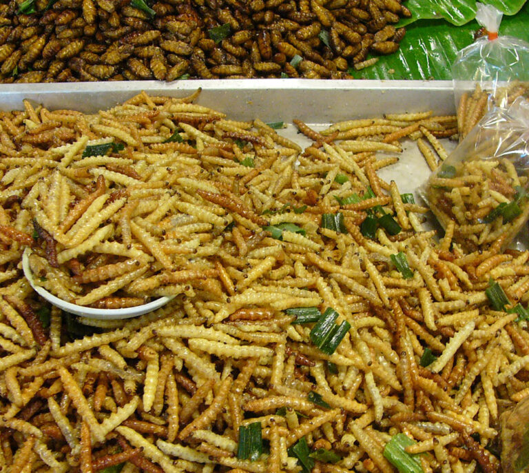 Tortilla de grillos o fideuá de tarántulas: 50 maneras de comer insectos