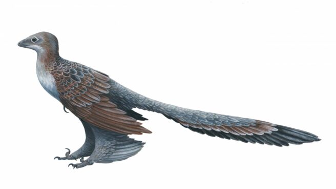 Changyuraptor Changyuraptor