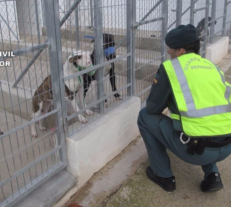 La Guardia Civil desarticula una red criminal dedicada al robo de perros de caza