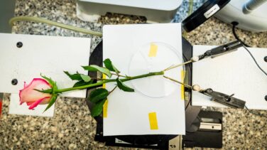 Esta rosa es una 'batería' externa