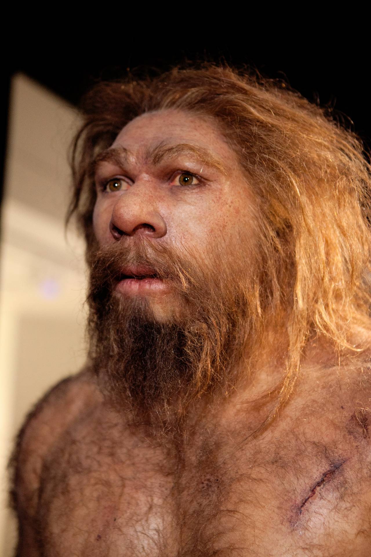 Reconstrucción de un neandertal en el MEH