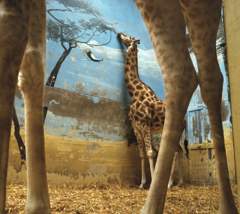 Fotografías con rima