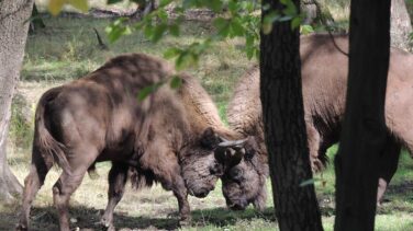Un safari por el Paleolítico
