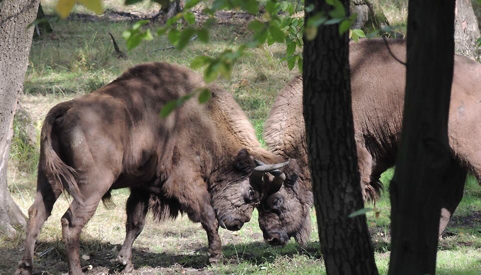 Bisontes en Paleolítico Vivo