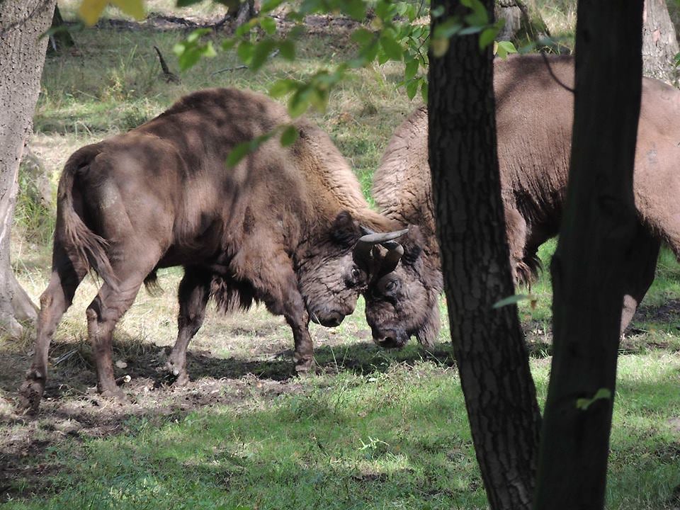 Bisontes en Paleolítico Vivo