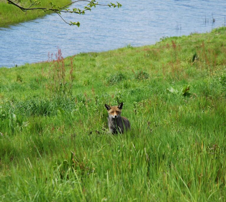 El clima imprevisible provoca múltiples desajustes en la naturaleza
