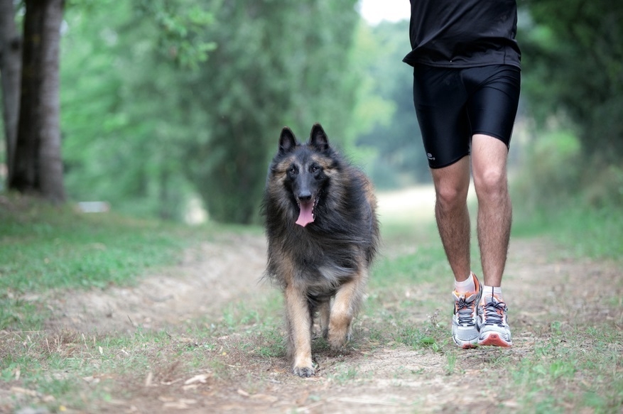 Perro y amo haciendo deporte juntos