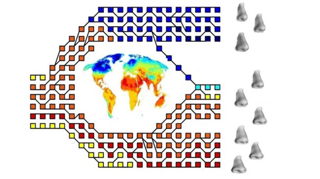 La nariz humana cambió de forma para adaptarse al clima