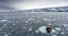 El hielo Ártico estuvo cerca del punto de fusión este invierno