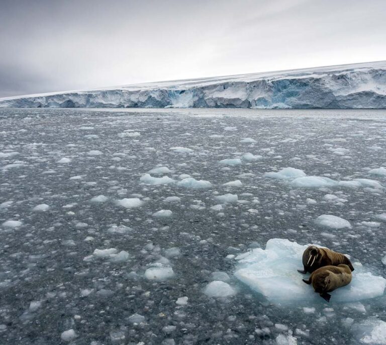 El hielo Ártico estuvo cerca del punto de fusión este invierno