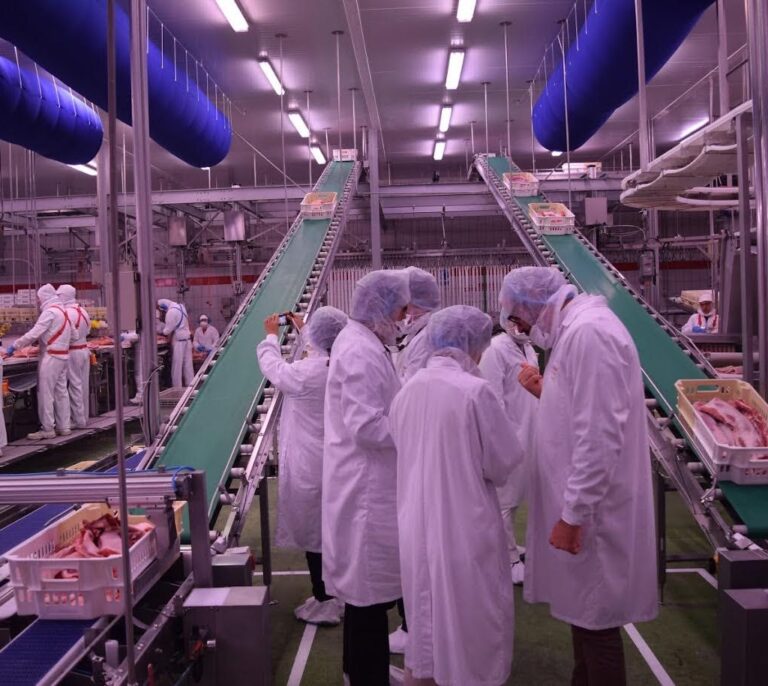 El secreto del éxito de la industria porcina española: más cerdos en menos espacio