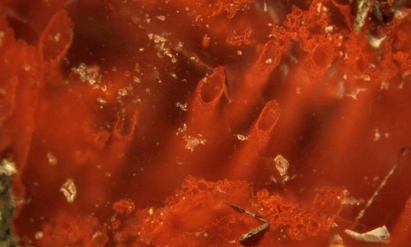 Encontradas las evidencias de vida más antiguas sobre la Tierra