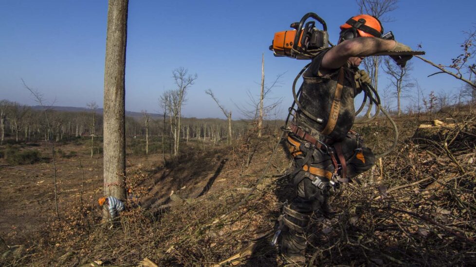 Cada día es más difícil encontrar leñadores especializados en el roble francés. (Foto: Rafael Ordóñez)