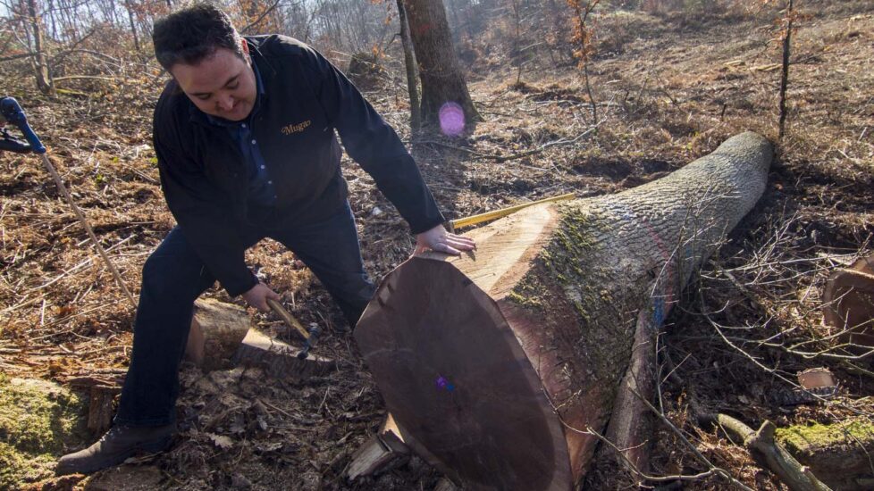 Isaac Muga sella un tronco recién cortado para asegurar su procedencia. (Foto: Rafael Ordóñez)
