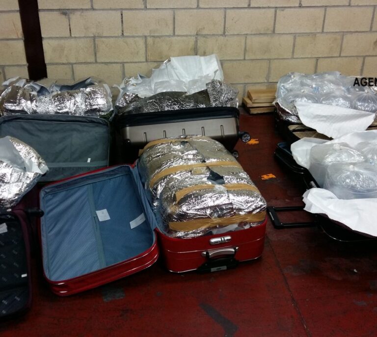 Incautan 40 kilos de angulas vivas ocultas en seis maletas con destino a China