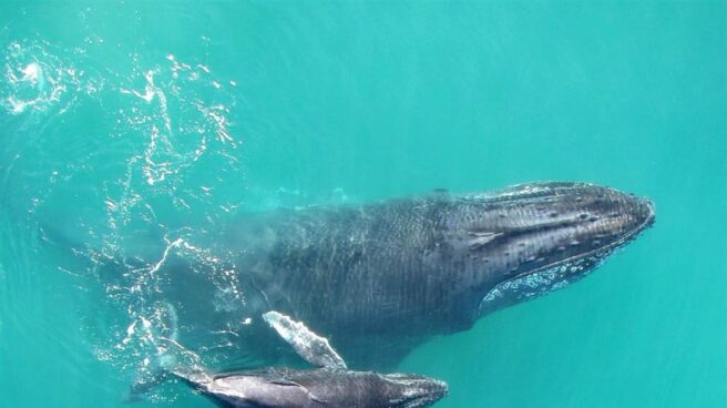 Ballena bebé recién nacida