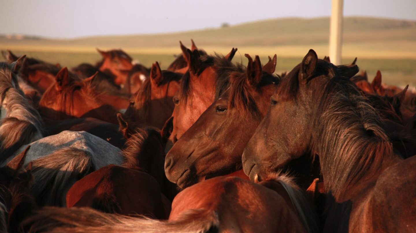 Los caballos domesticados son distintos a los prehistóricos.