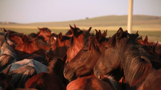 Los caballos domesticados. Los caballos domesticados son distintos a los prehistóricos.